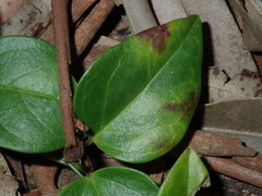 Vincetoxicum barbatum