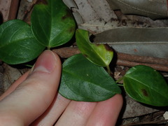 Vincetoxicum barbatum