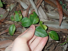 Vincetoxicum barbatum