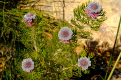 Serruria hirsuta