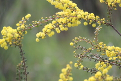Acacia rhetinocarpa