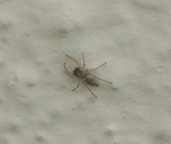 Menemerus marginatus