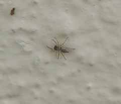 Menemerus marginatus