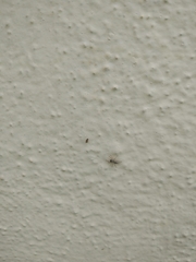 Menemerus marginatus