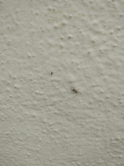 Menemerus marginatus