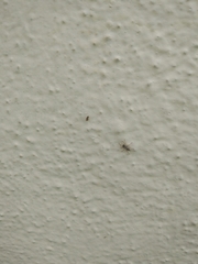 Menemerus marginatus