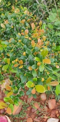 Diospyros ferrea