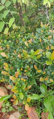 Diospyros ferrea