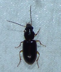 Stenolophus ochropezus