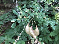 Colutea