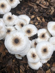 Apheloriini