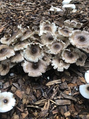 Apheloriini
