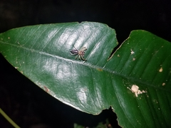 Tauala lepidus