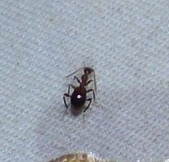 Acanthinus argentinus