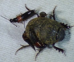 Hamonthophagus depressus