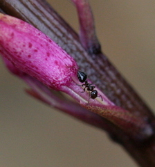 Crematogaster laeviceps