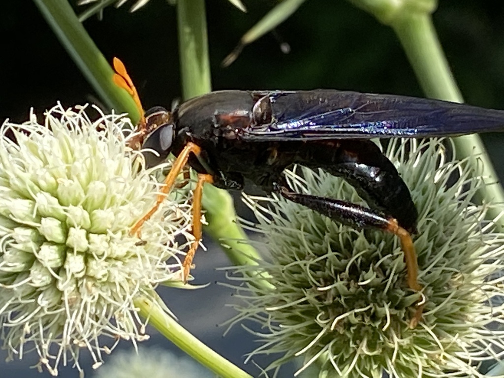 golden mydas fly