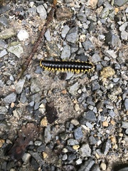 Apheloriini