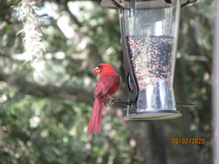 Cardinalis cardinalis image