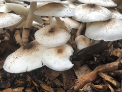 Apheloriini