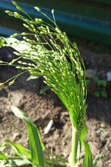 Panicum miliaceum ruderale