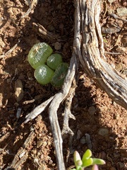 Bulbine mesembryanthemoides