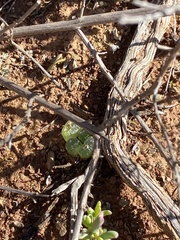 Bulbine mesembryanthemoides