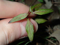 Ageratina riparia