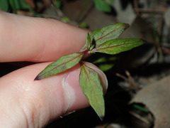 Ageratina riparia