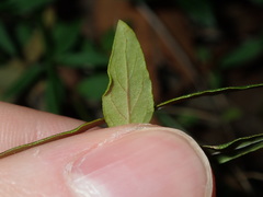 Ageratina riparia