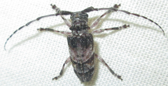 Idactus cristulatus