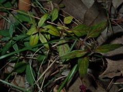 Ageratina riparia