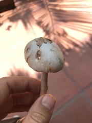 Chlorophyllum hortense