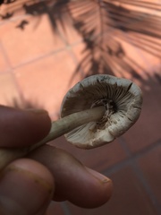 Chlorophyllum hortense