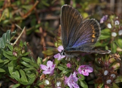 Plebejus bellieri