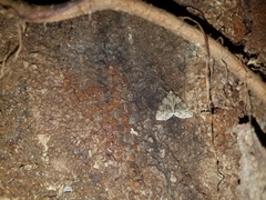 Polyclysta hypogrammata