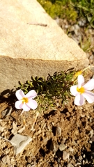 Oxalis burkei