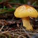 Cortinarius sinapicolor - Photo (c) Torbjorn von Strokirch, some rights reserved (CC BY-NC), uploaded by Torbjorn von Strokirch
