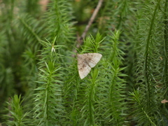 Phalaenostola eumelusalis
