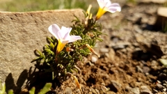 Oxalis burkei