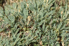 Astragalus genargenteus