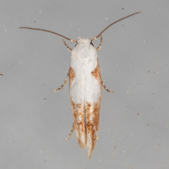 Mompha circumscriptella