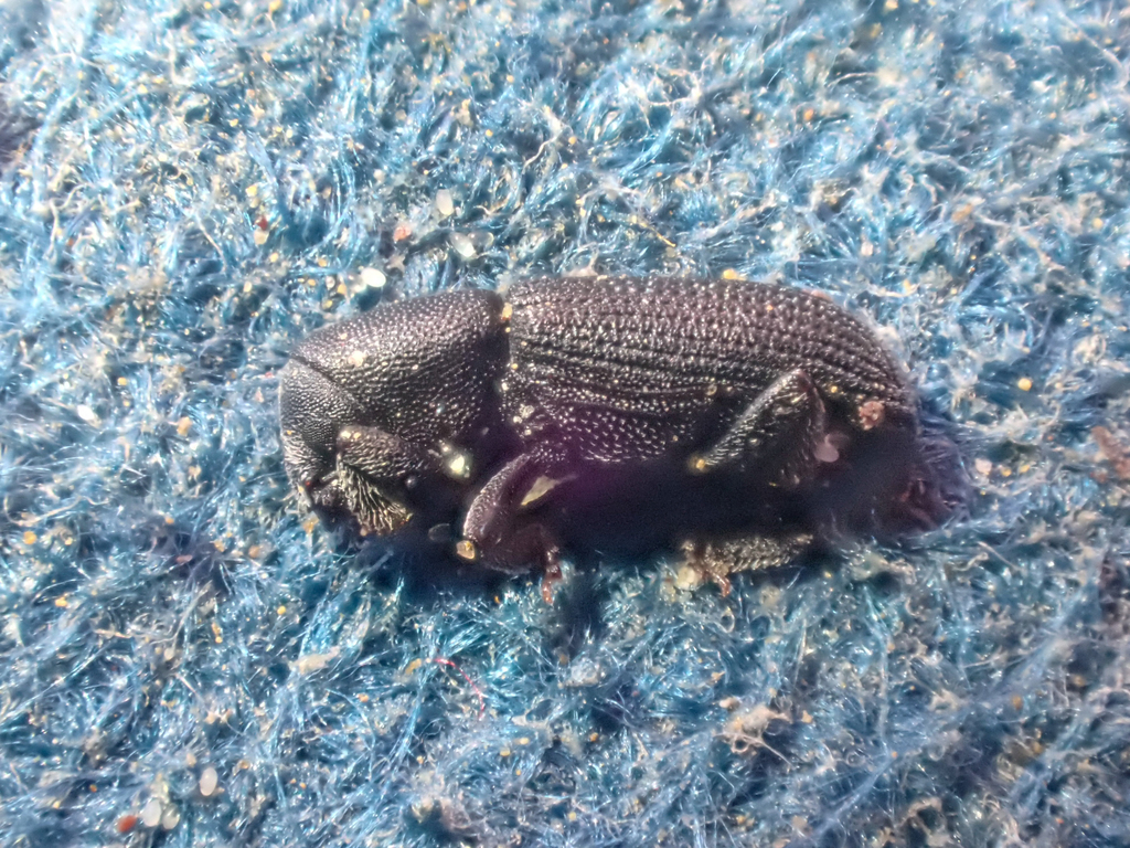 Hylastes nigrinus