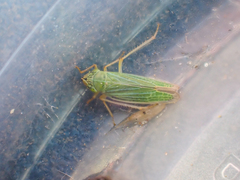 Draeculacephala angulifera