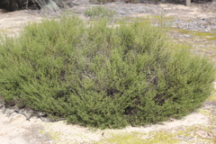 Acacia nyssophylla