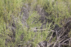 Acacia nyssophylla