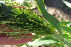 Panicum miliaceum ruderale