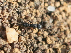 Rhytidoponera tasmaniensis