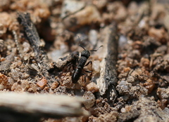 Rhytidoponera tasmaniensis