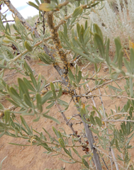 Ceroplastes irregularis